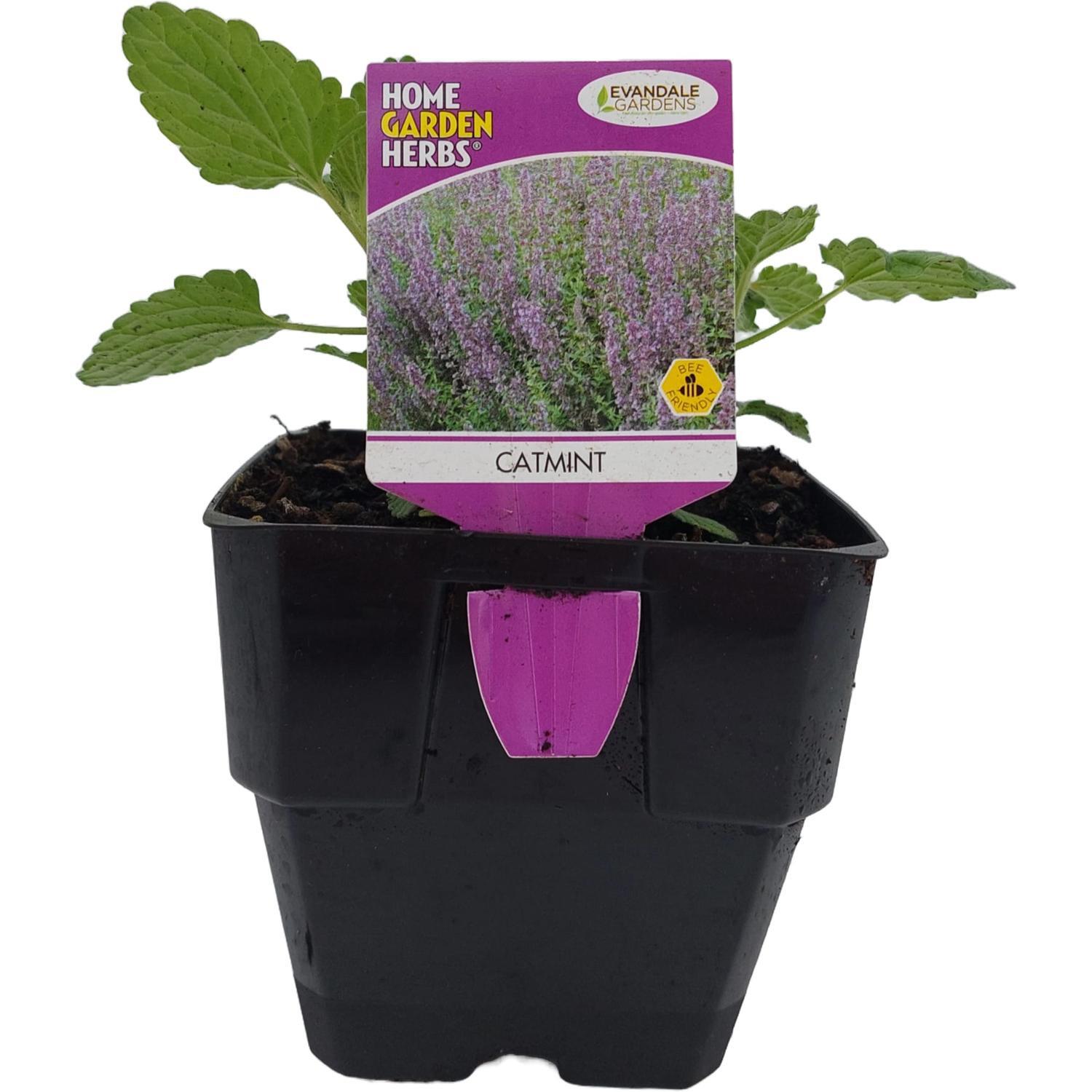 Catmint