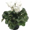 Indoor Flowering Cyclamen