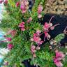 Grevillea Drummer Boy 2L