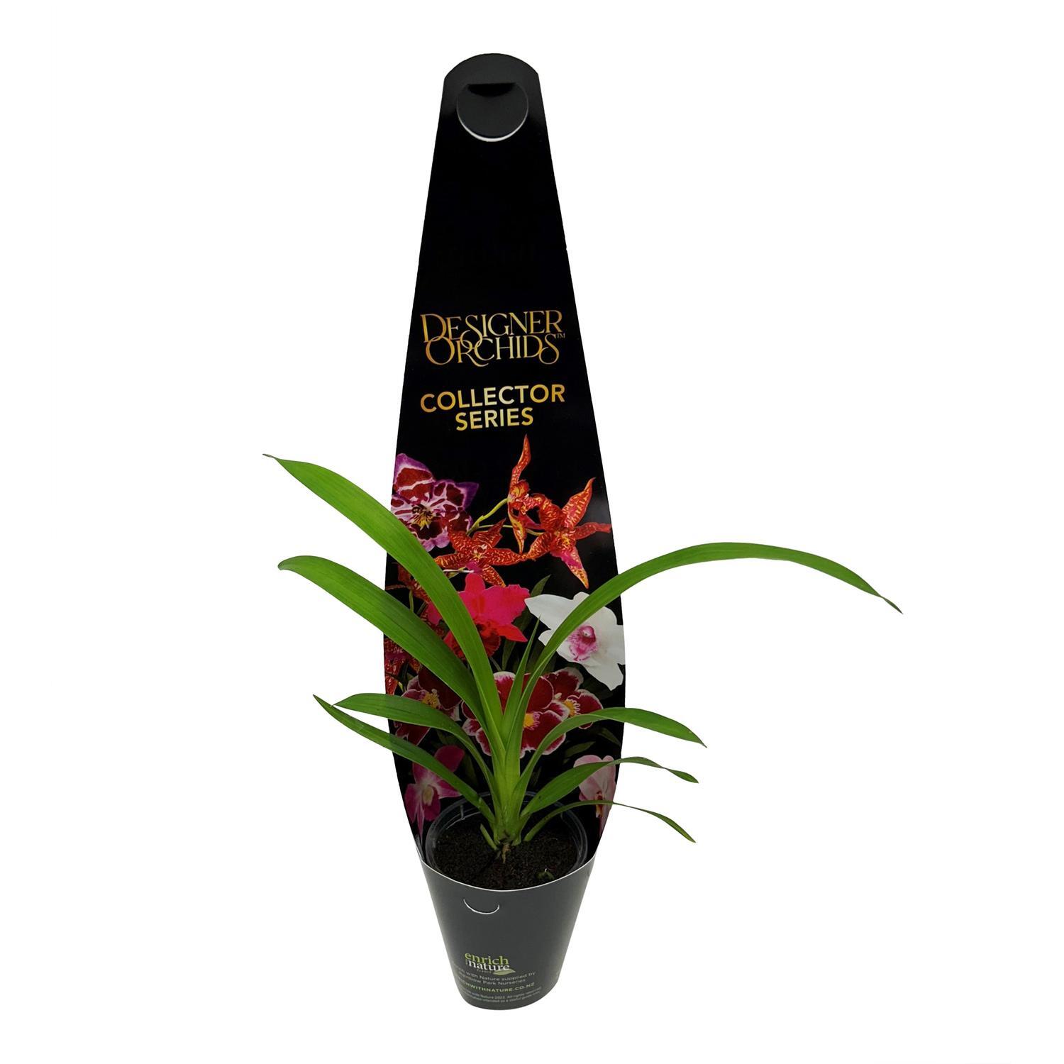 Orchid Cymbidium Collector Series  6cm
