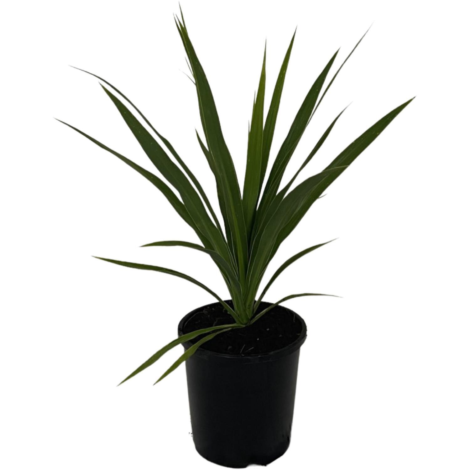 Cordyline Jade Fountain