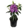 Rhododendron 'Bumblebee' 2.5 litre