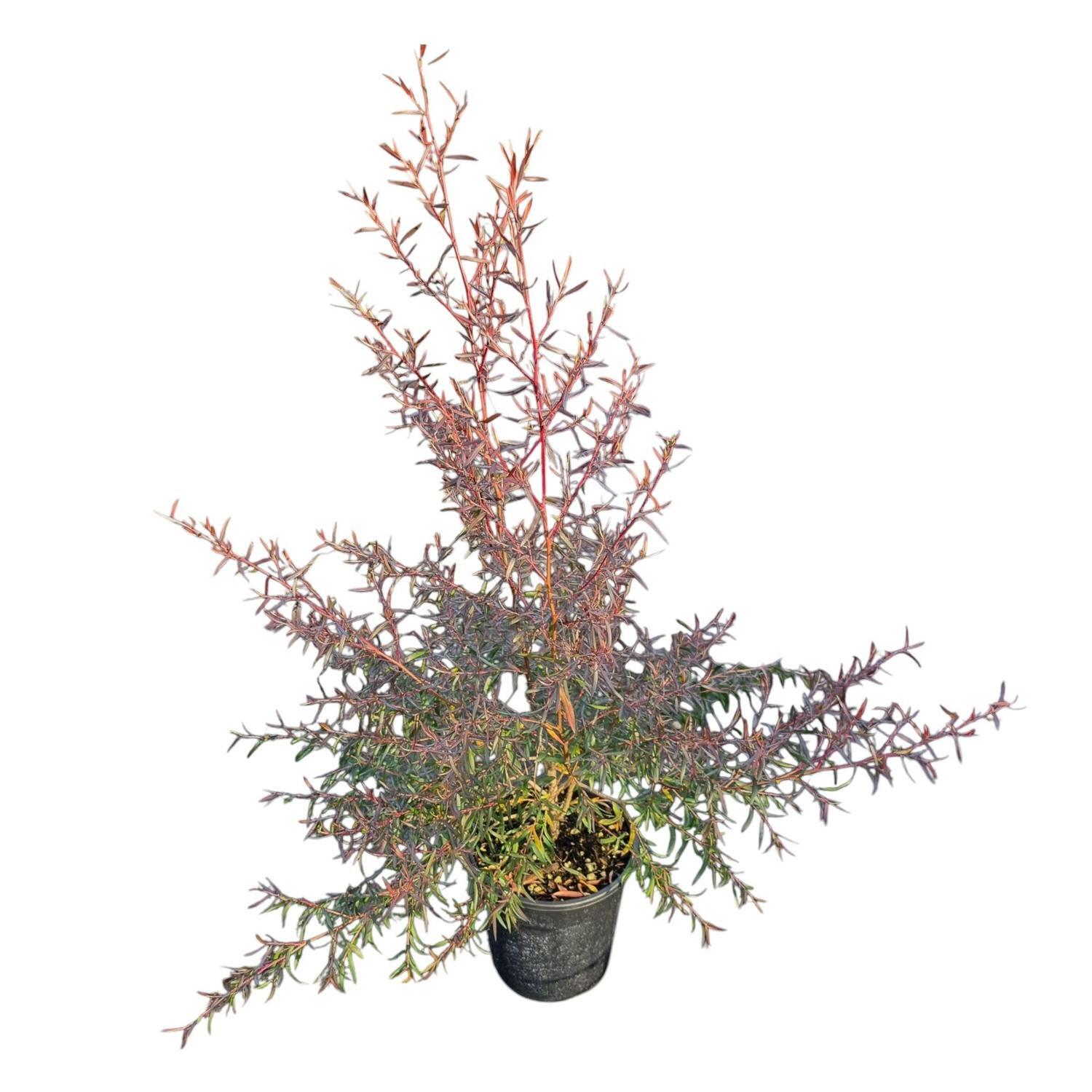 Leptospermum 'Tea Tree' Coppersheen 4L