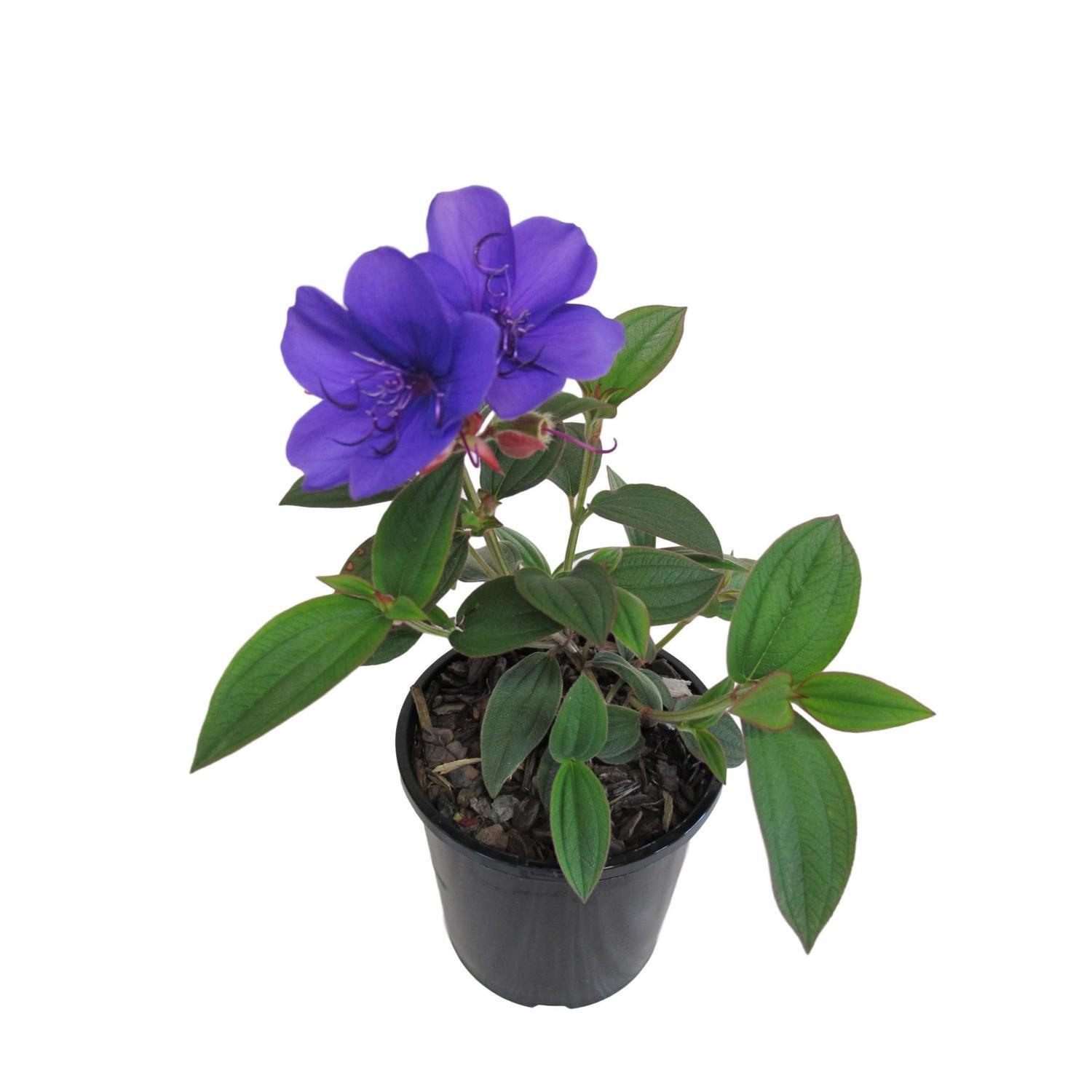 Tibouchina Purple Moon
