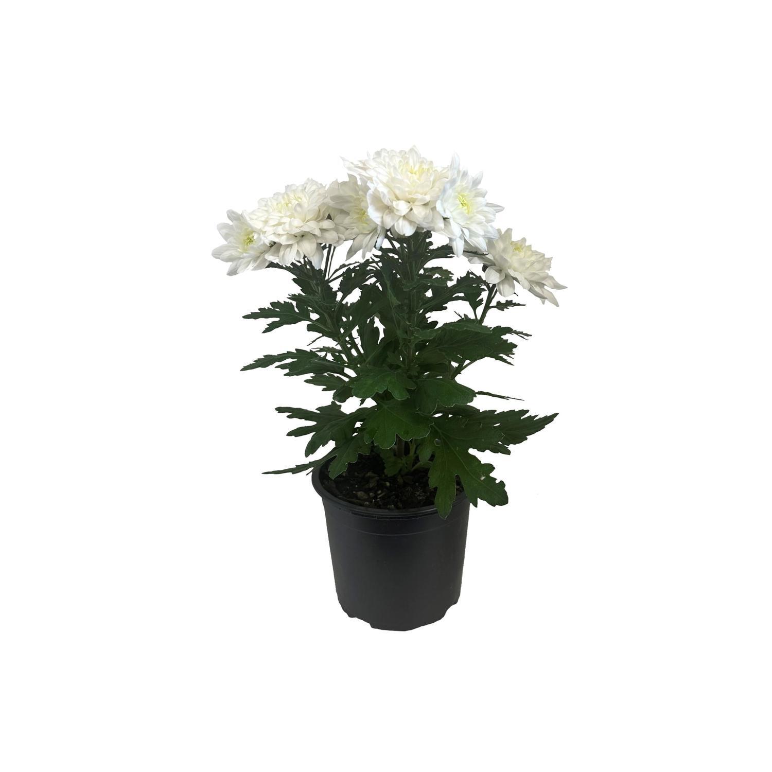 Chrysanthemum  13cm