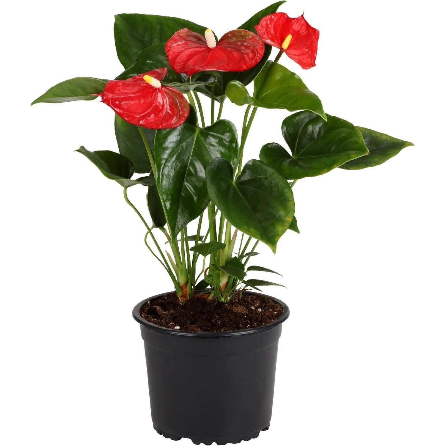 Anthurium Aloha Red