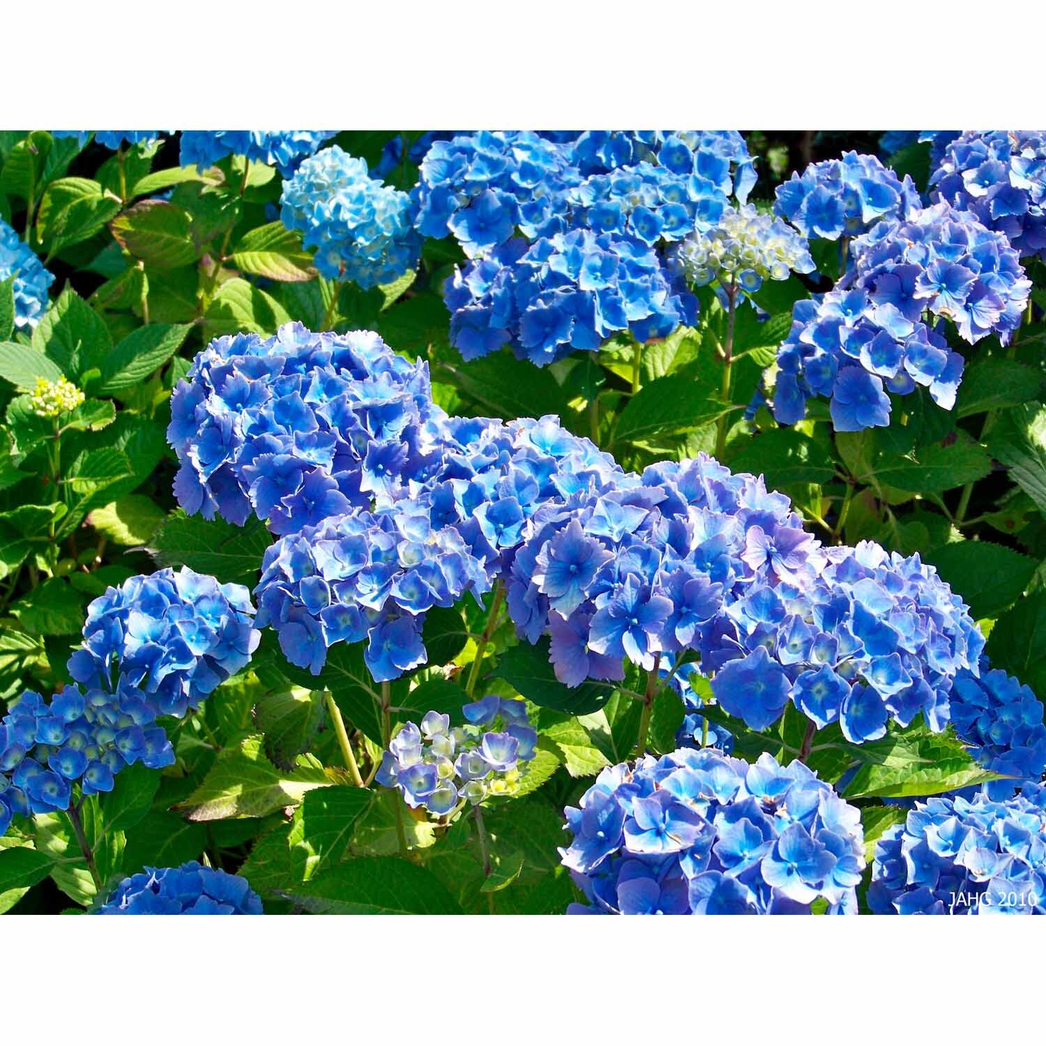 Hydrangea Blue Diamond
