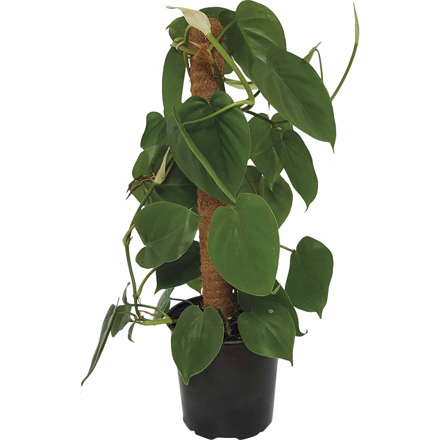 Philodrendron Cordatum on Coco Pole