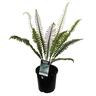 Blechnum Discolour