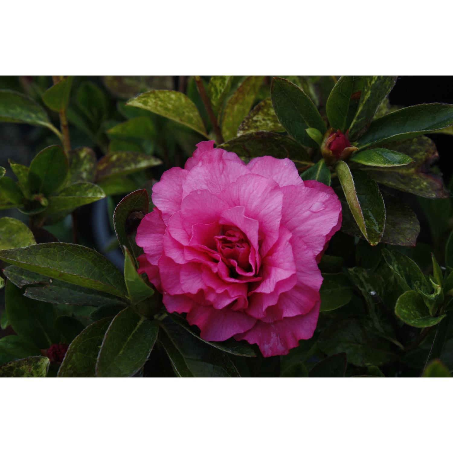 Azalea