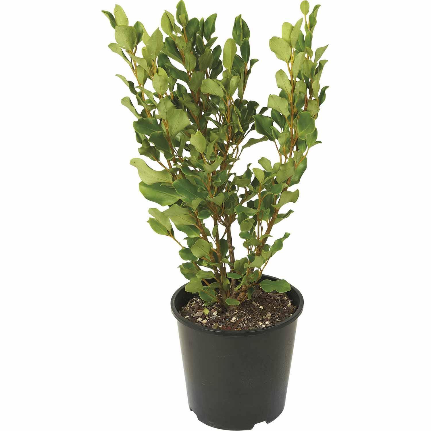 Griselinia Broadway Mint