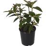 Tibouchina Blue Moon