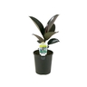 Ficus Black Knight