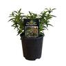 Cistus Lusitanicus  15cm