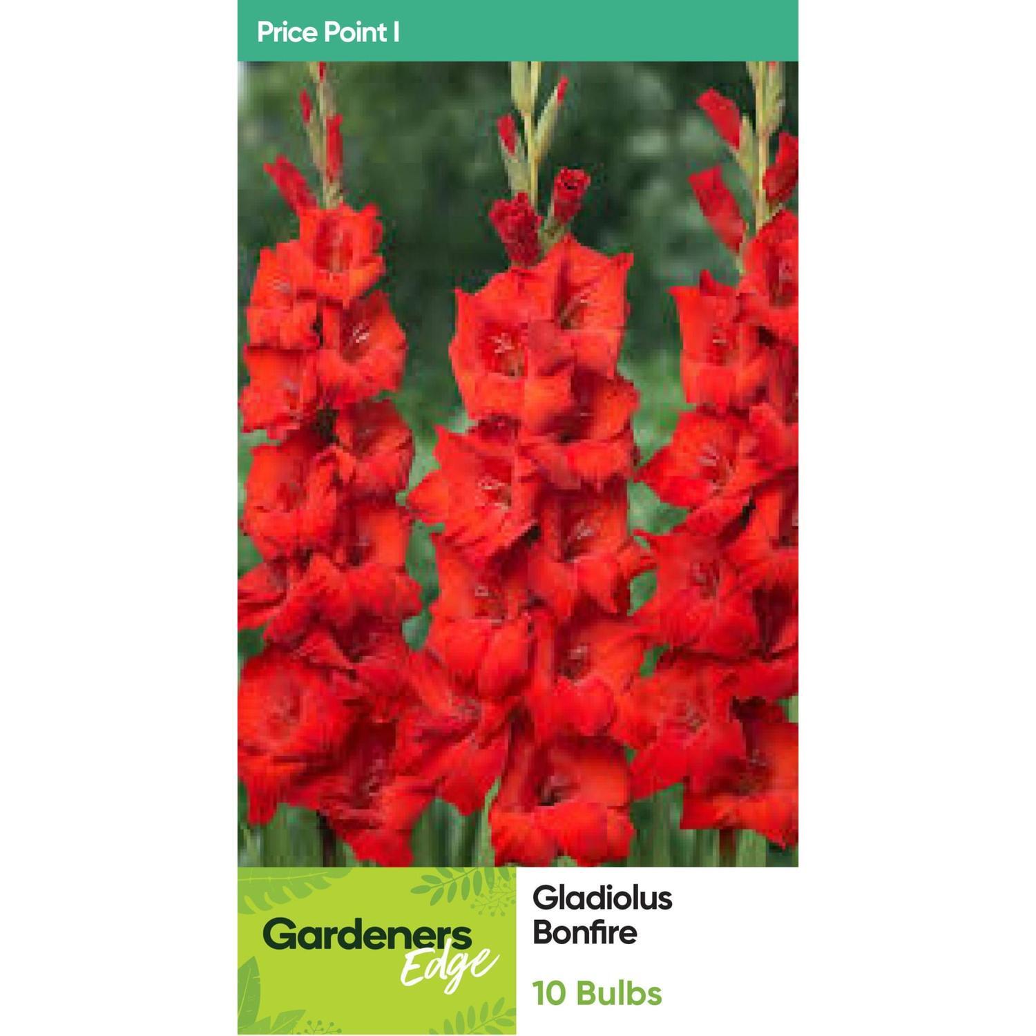 Gladioli Bonfire 10 Pack