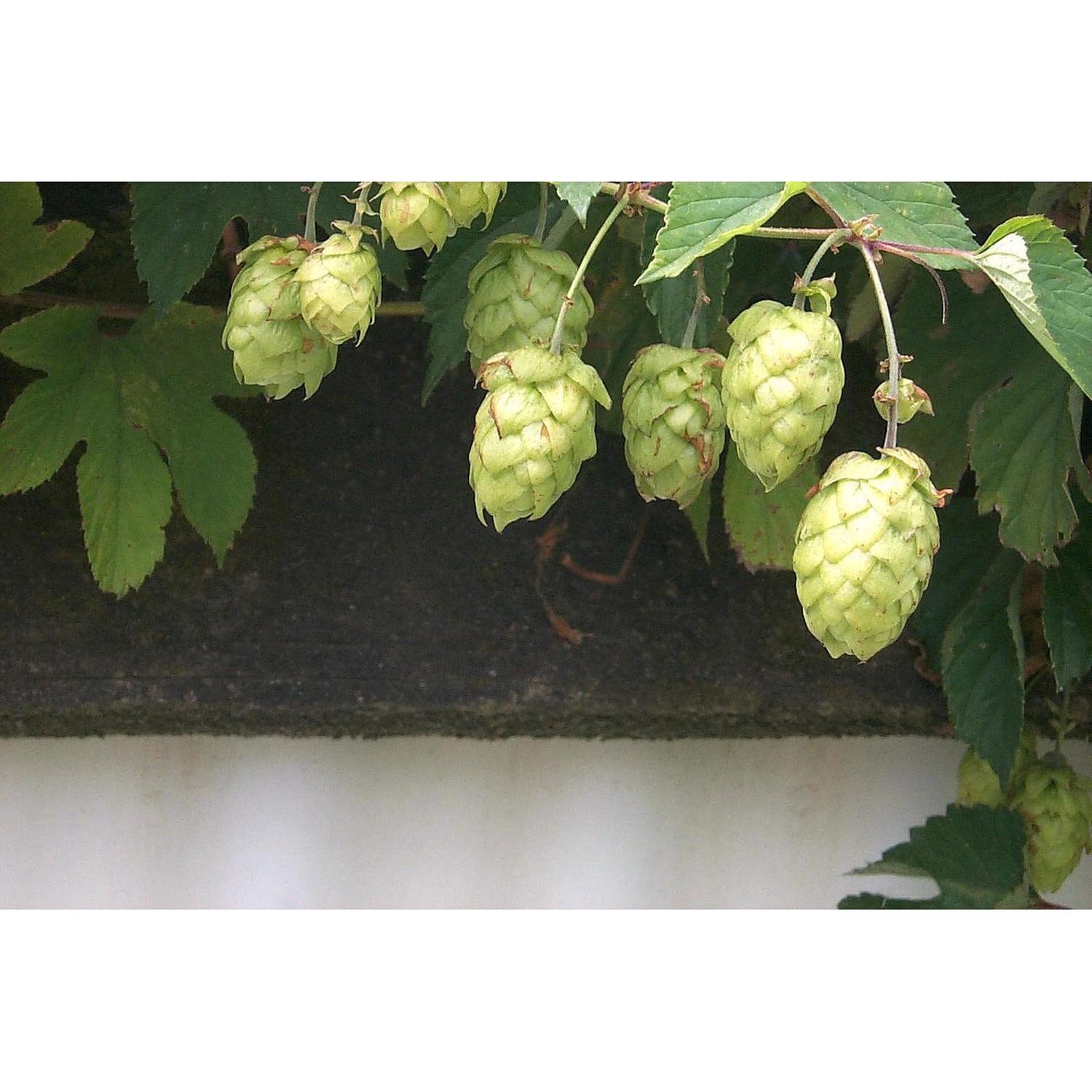 Hop Smoothcone