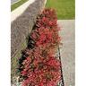 Nandina Obsession PVR