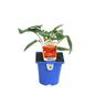 Chilli Ghost 10cm
