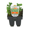 Pea Green Feast Pack of 6