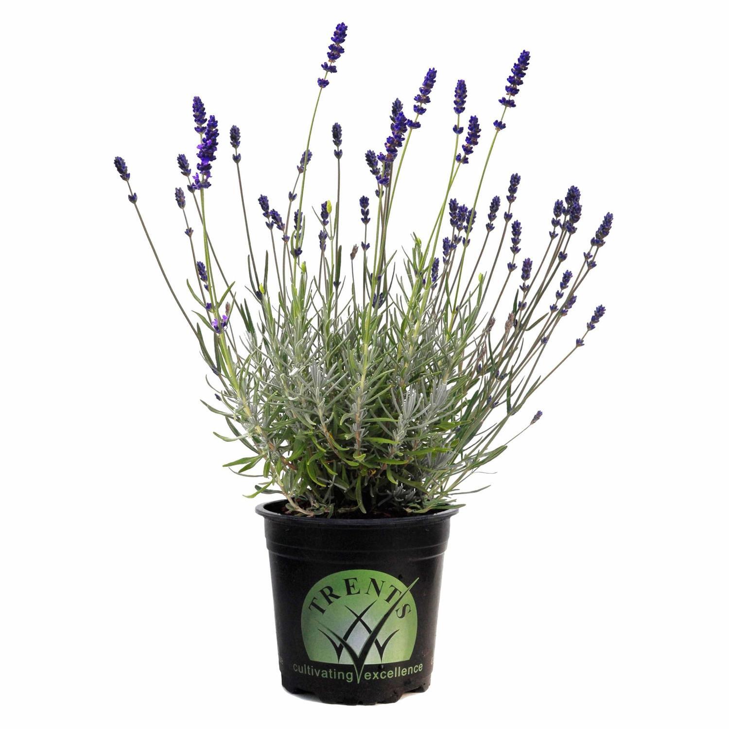 Lavender Hidcote Blue