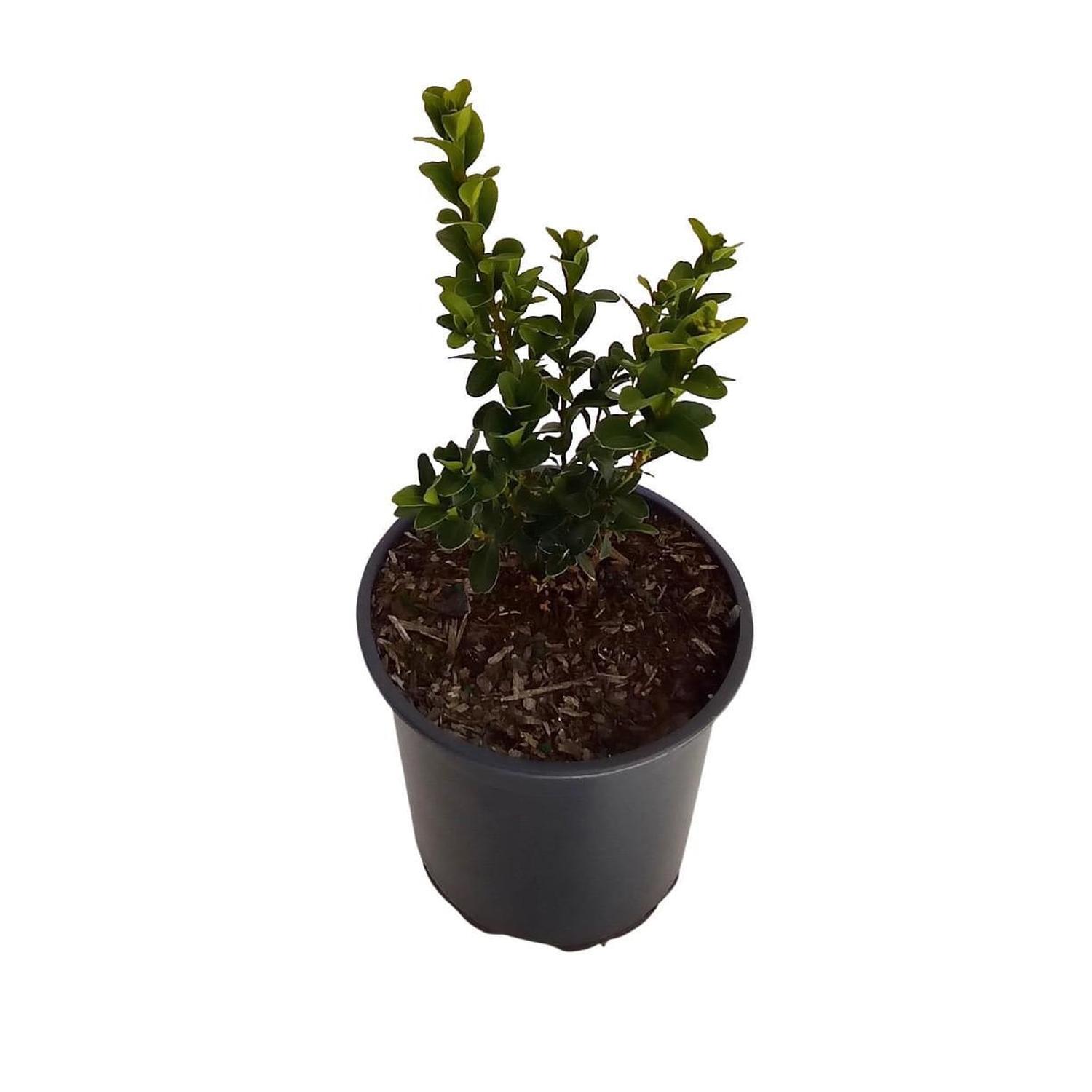 Buxus Sempervirens