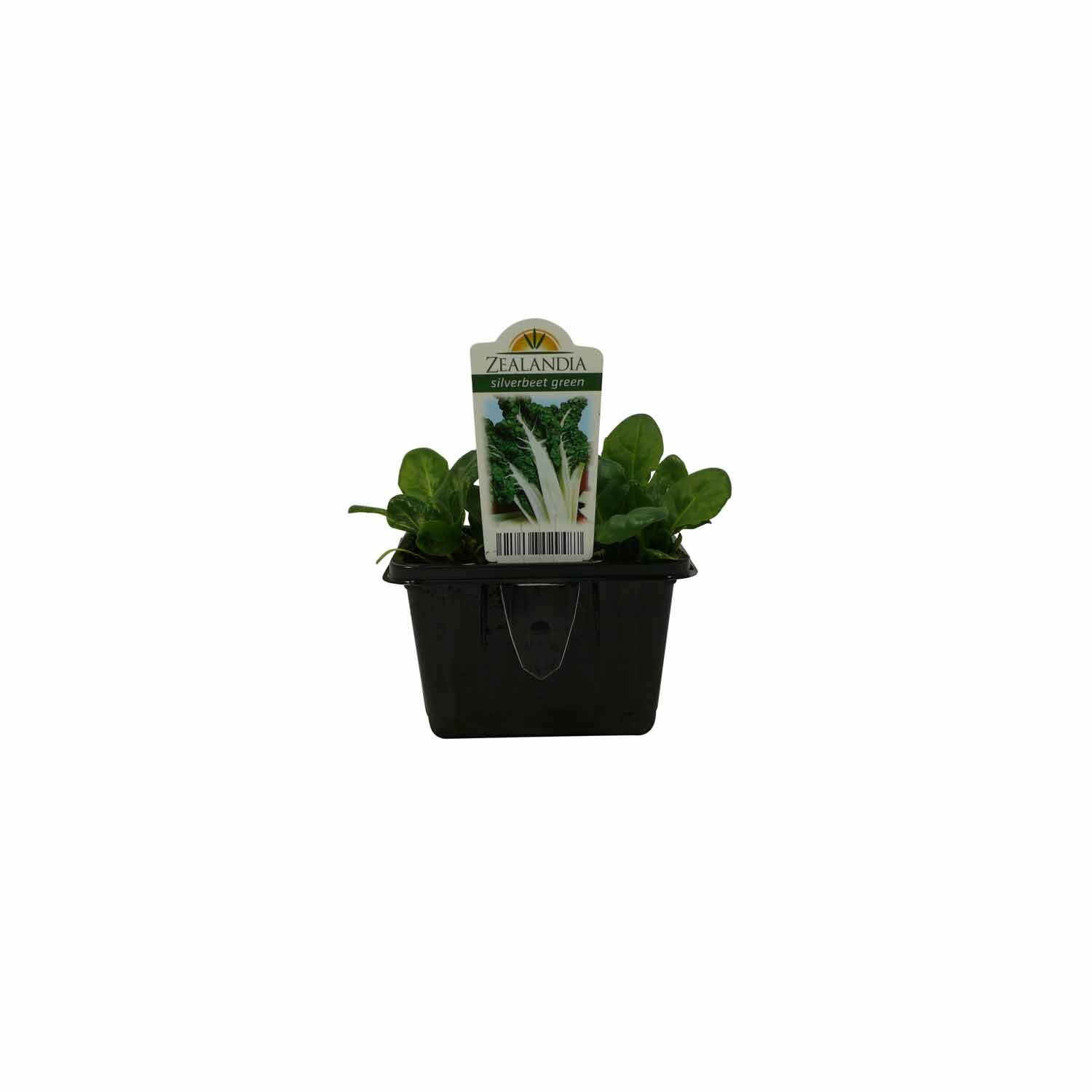 Standard Vegetable Pack Silverbeet Green
