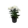 Chrysanthemum  13cm