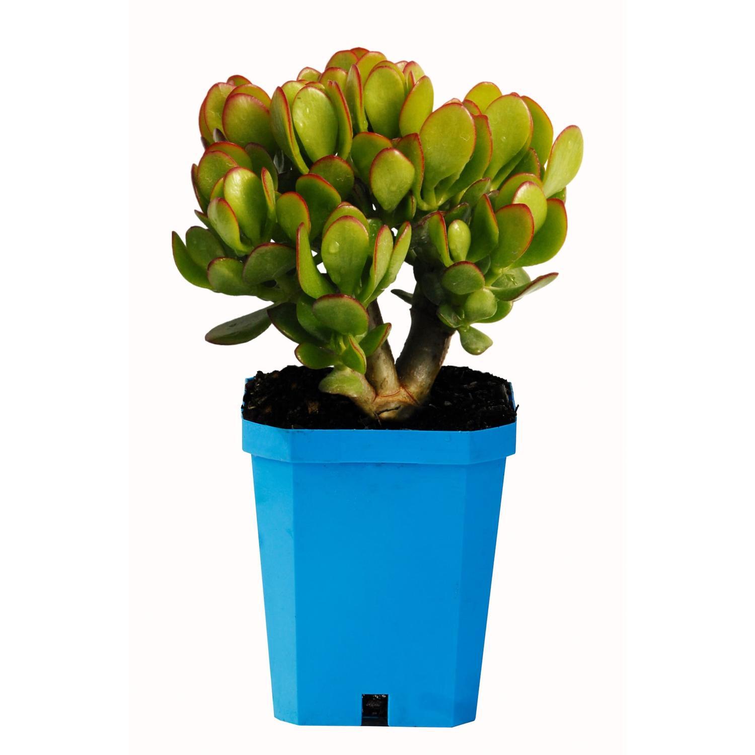 Crassula Argentea