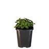 Oregano True Greek