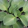 Hosta Blue Mouse Ears