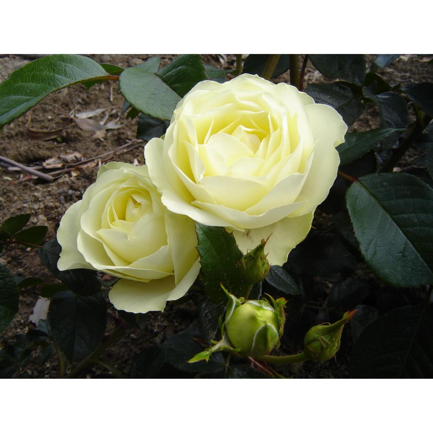 Rose Bush