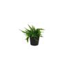 Nephrolepis in Ceramic Pot