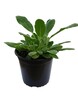 Stachys Lambs Ear