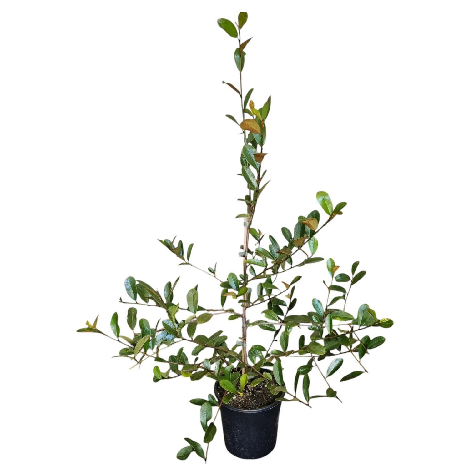 Michelia Velvet and Cream 4L