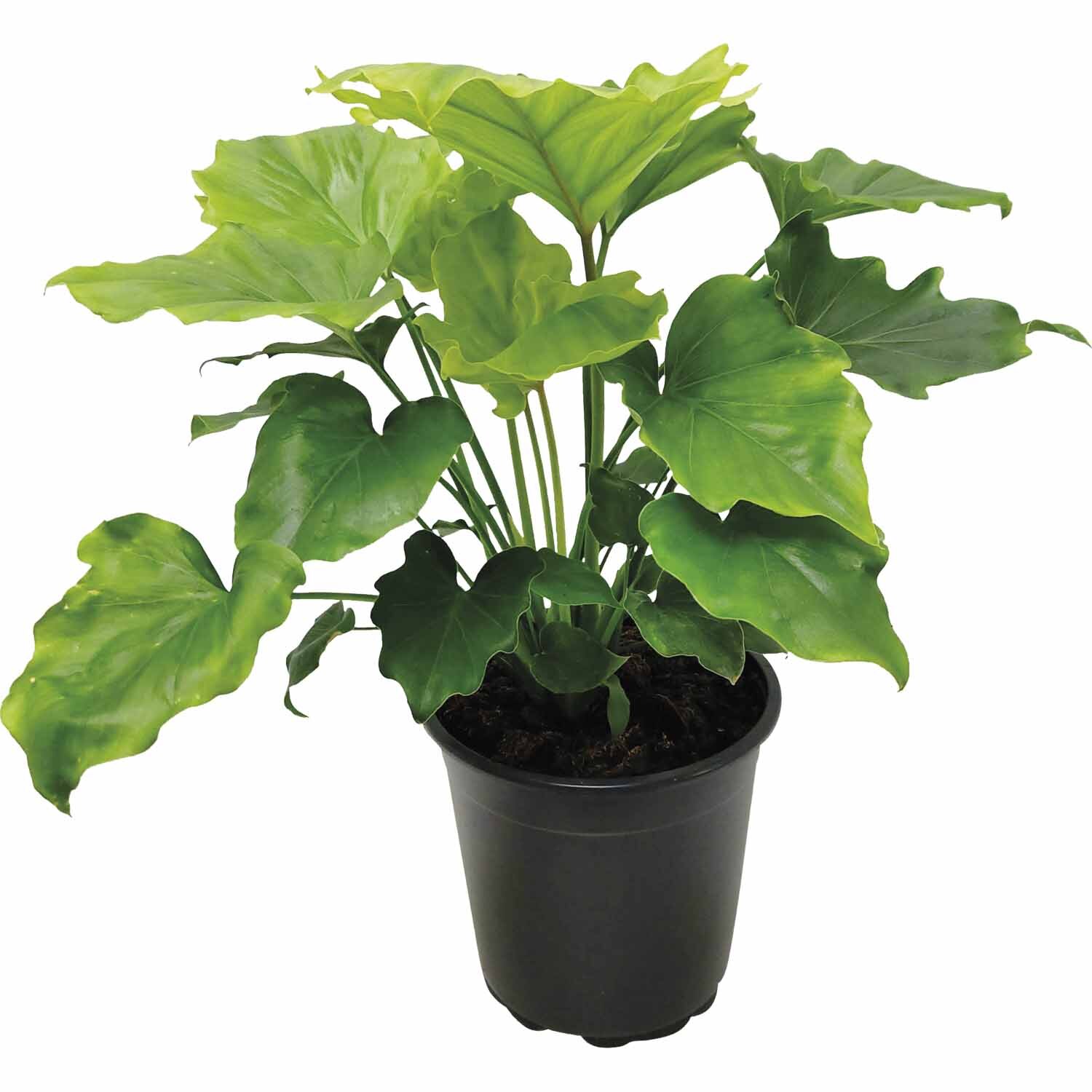 Philodendron Hope