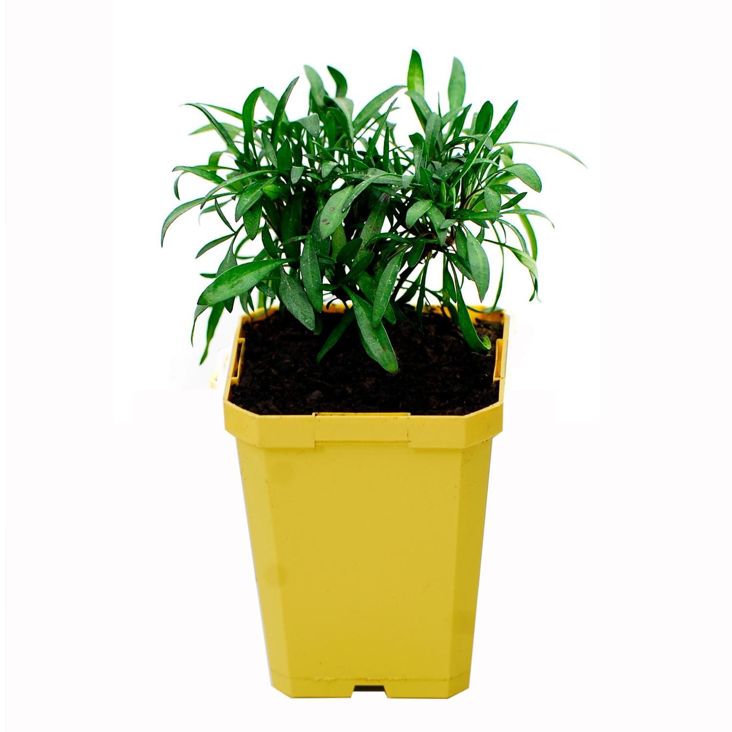 Coreopsis Mango Punch