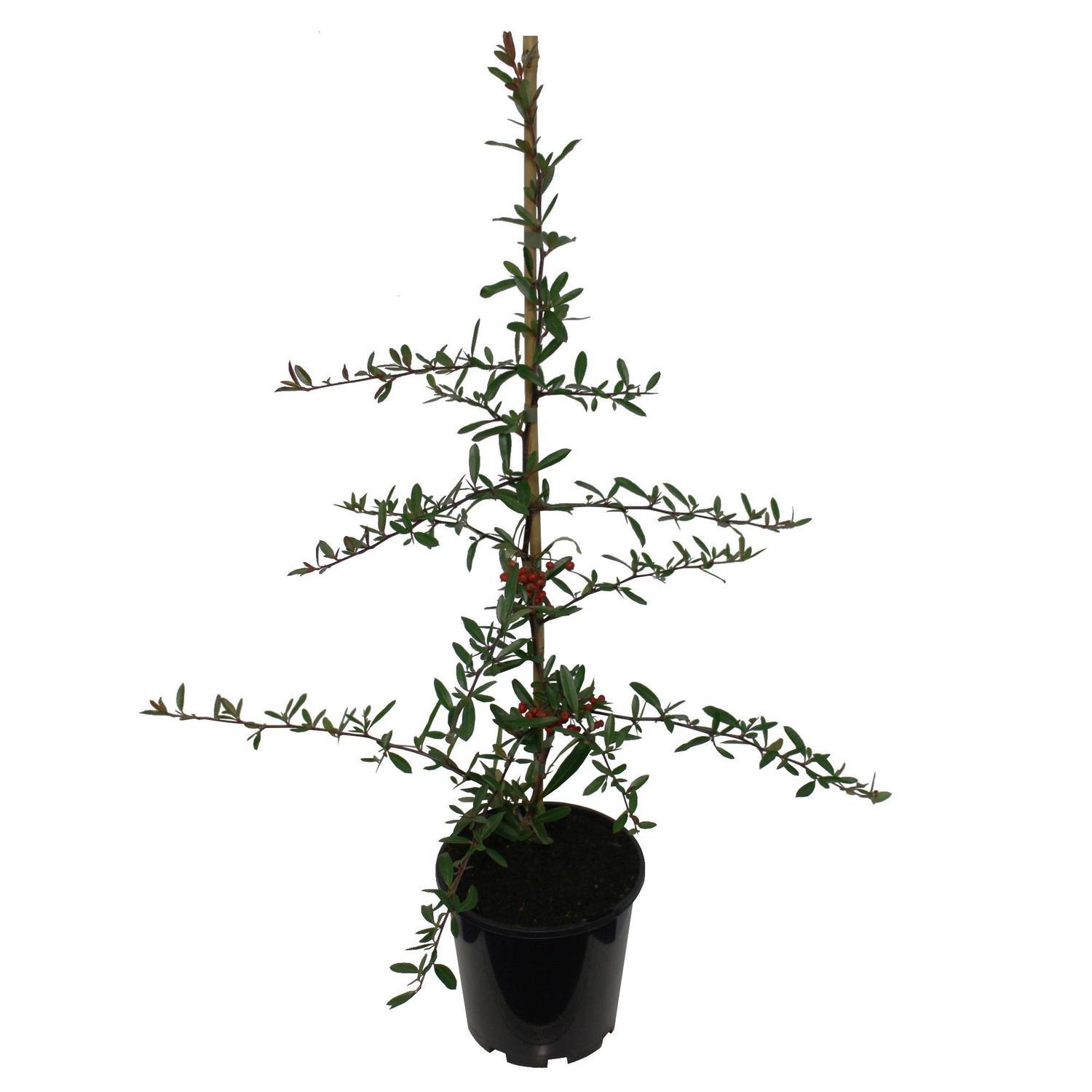 Pyracantha 'Brilliant' 3.3 litre