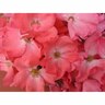 Flower Carpet Rose Coral