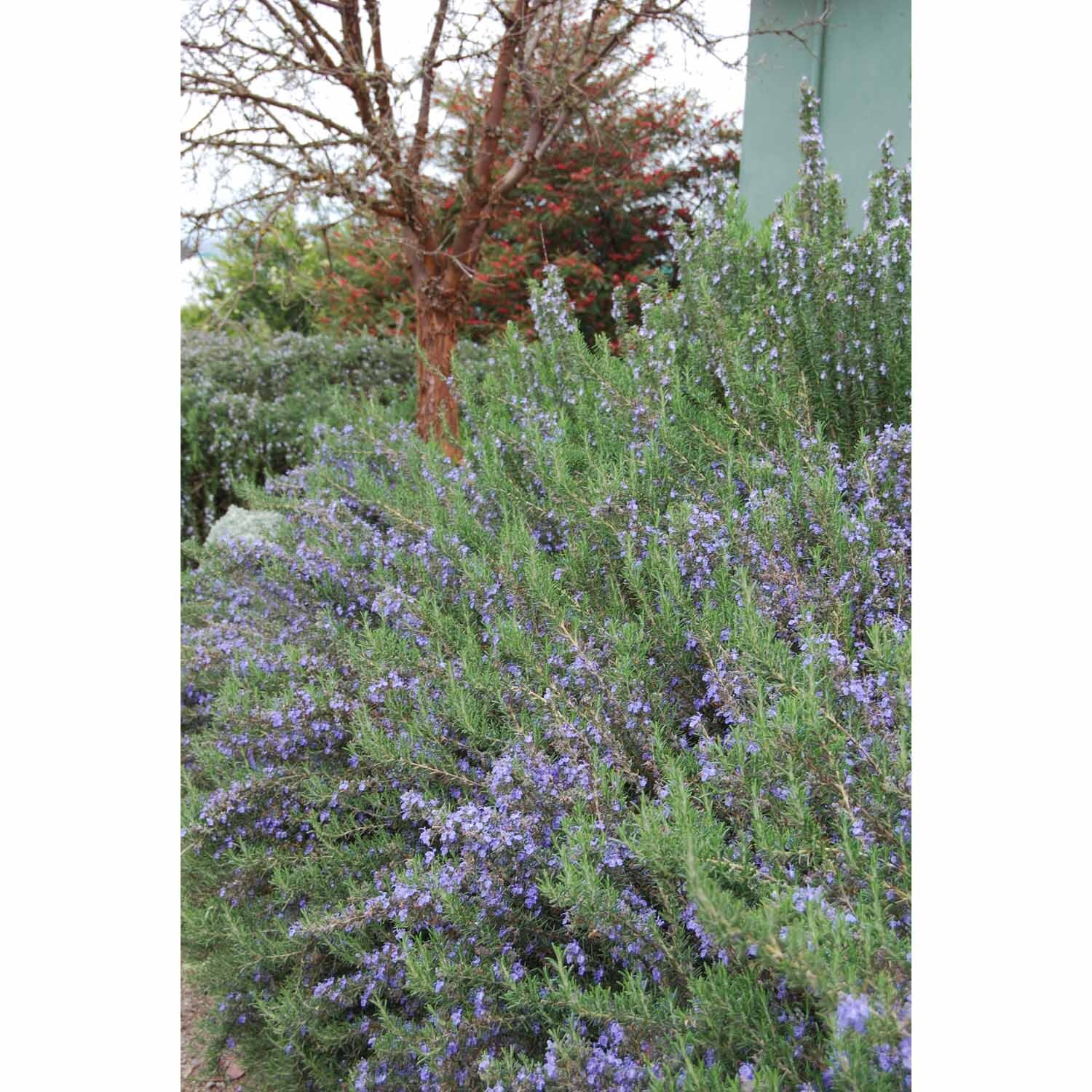 Rosemary  Blue Lagoon