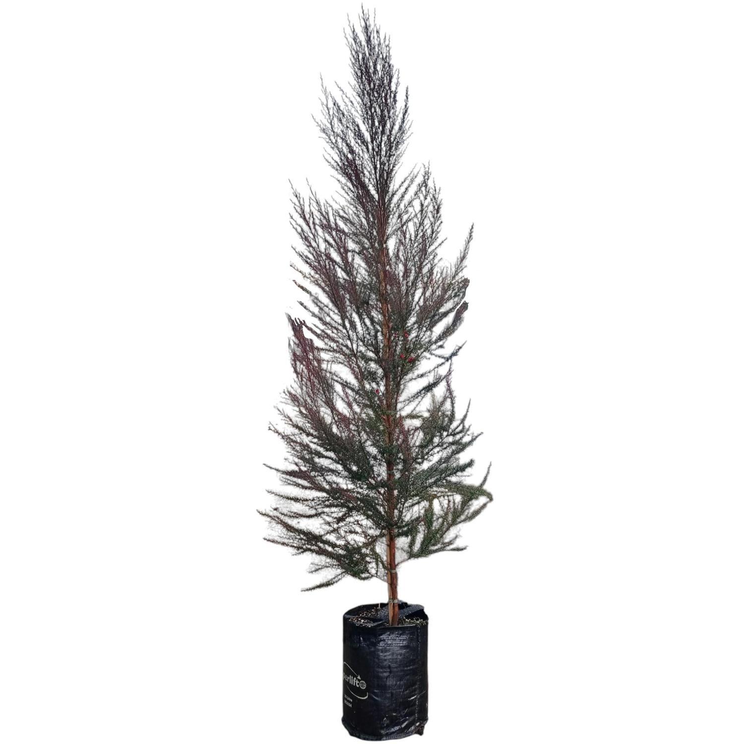 Leptospermum 'Tea Tree' Burgundy Queen 25L