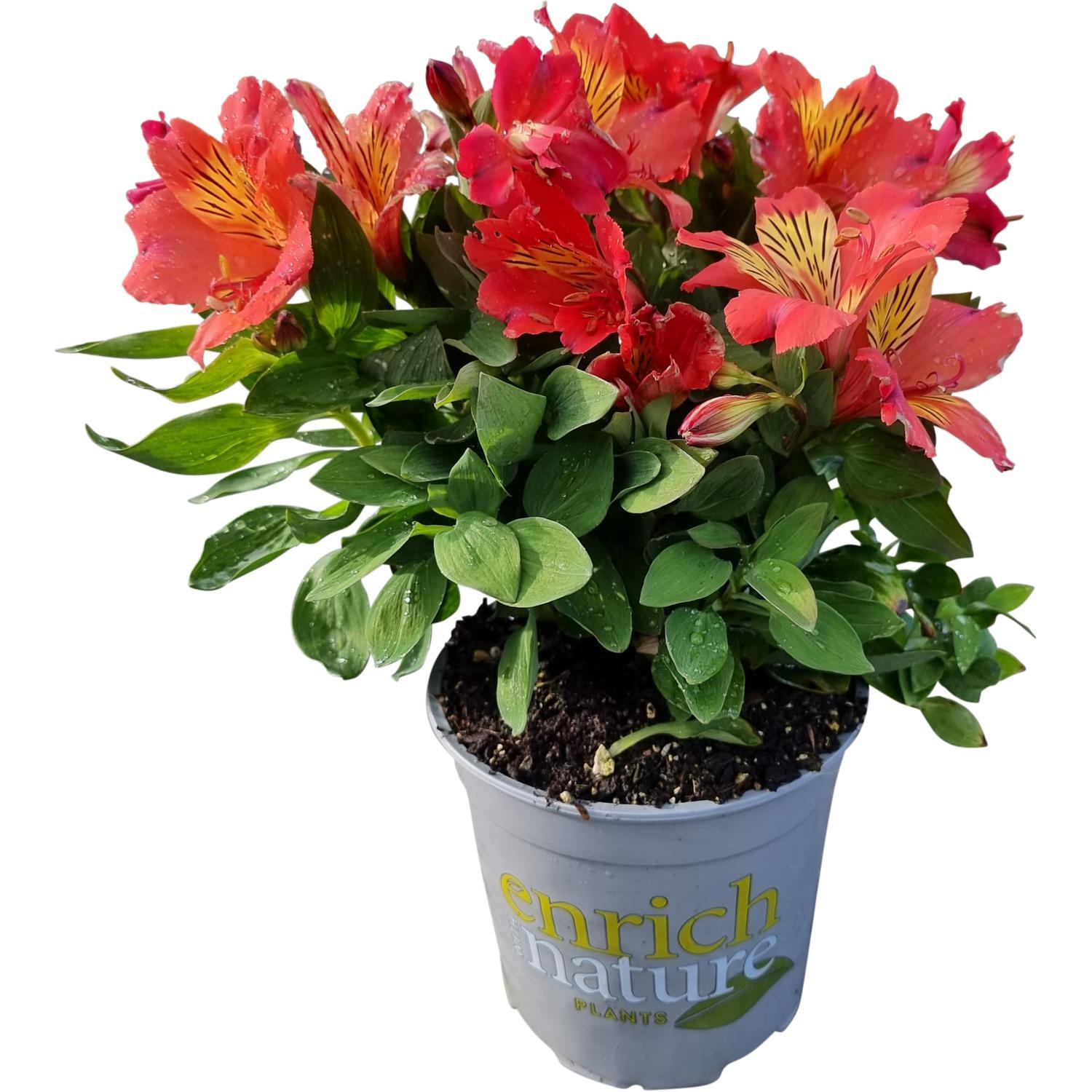 Altroemeria Summer Holiday