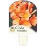 Clivia Miniata 3.3L