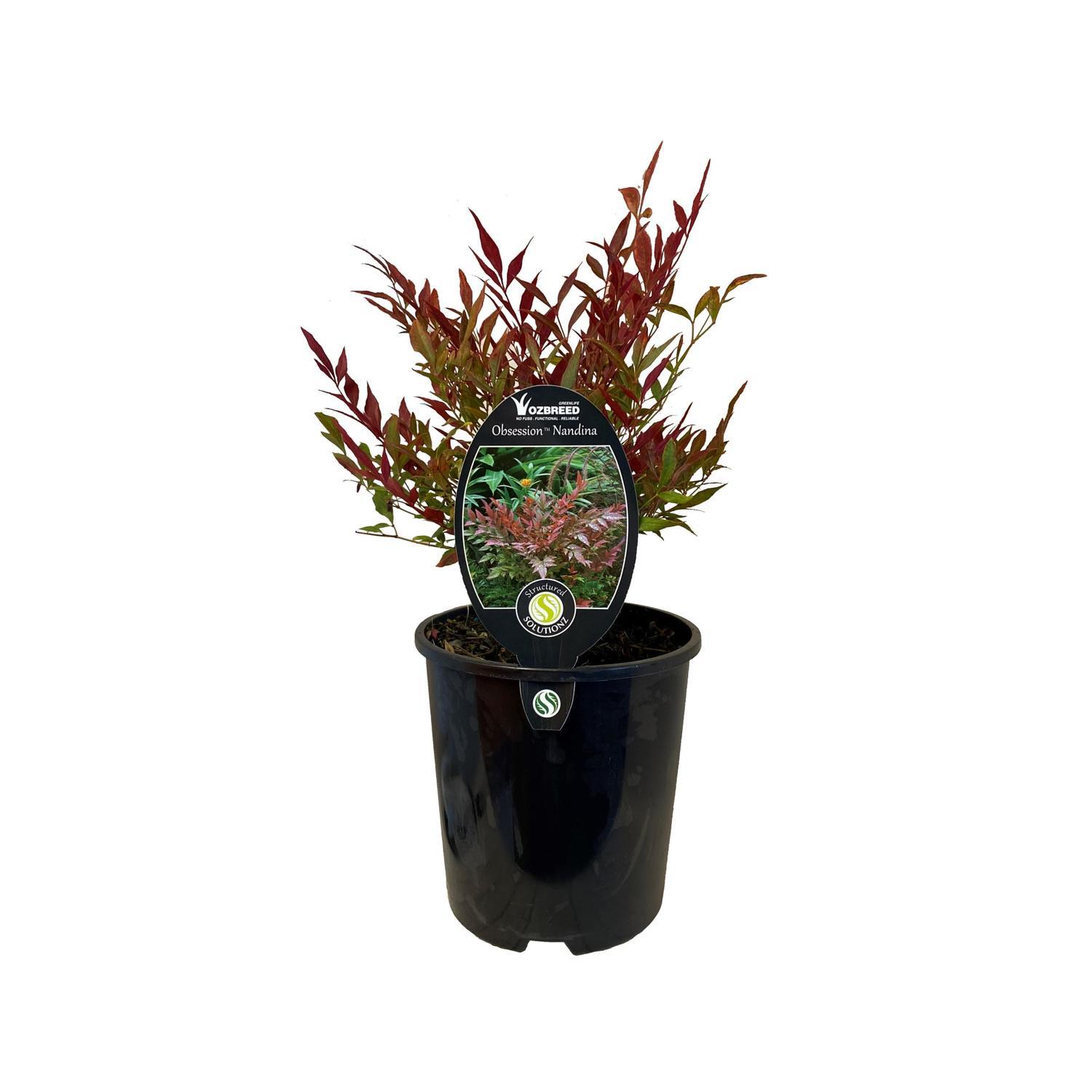 Nandina Obsession
