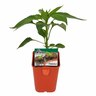 Capsicum Tequila Purple