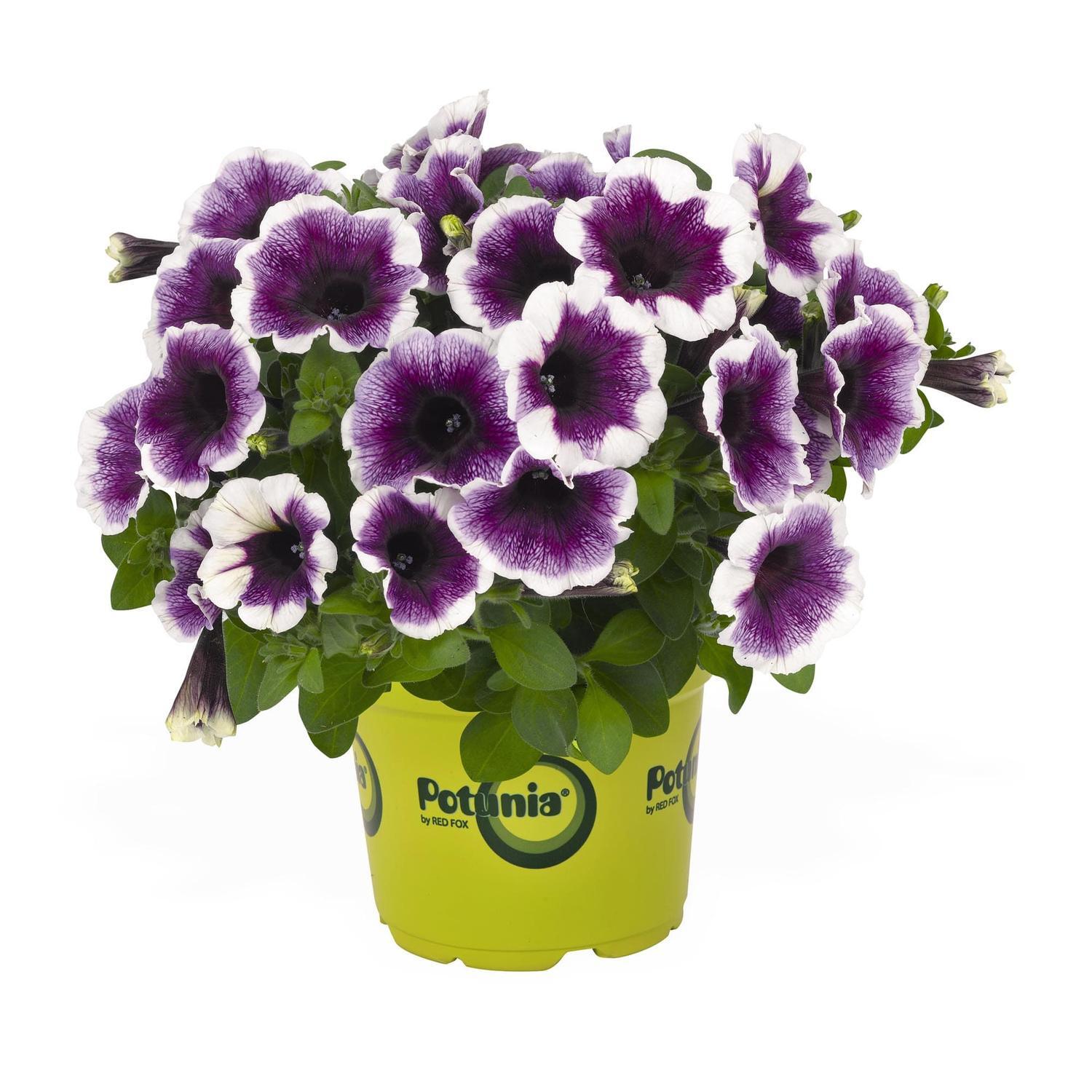 Petunia Purple Halo