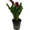 Zantedeschia 17cm