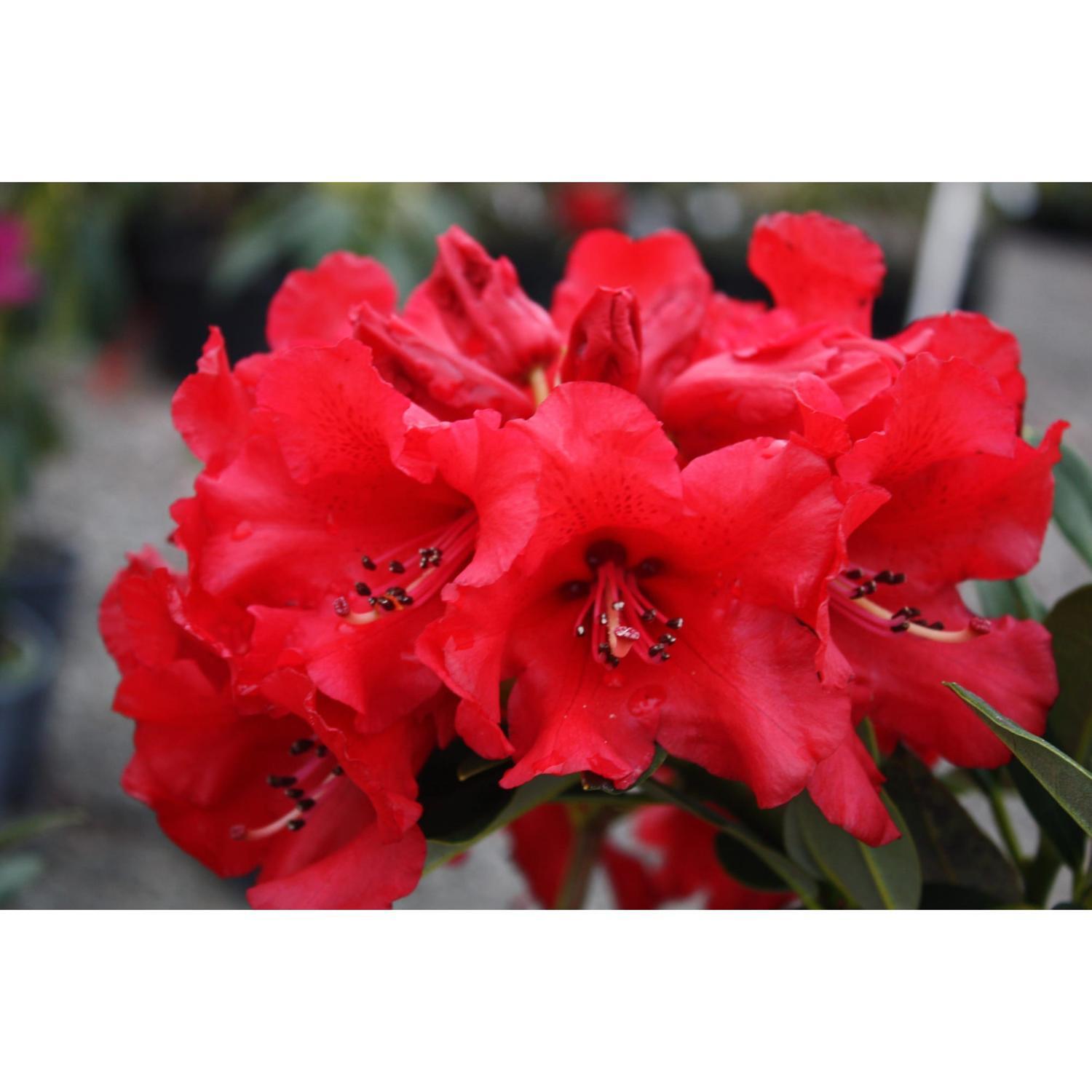 Rhododendron Fireman Jeff