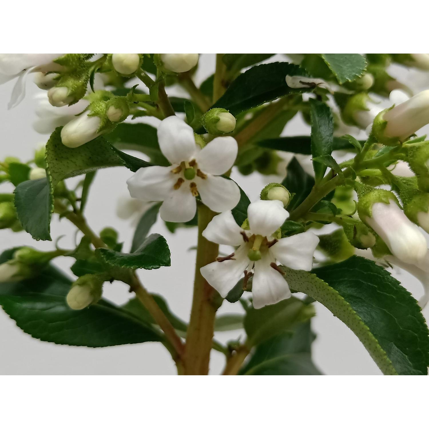 Escallonia White Knight