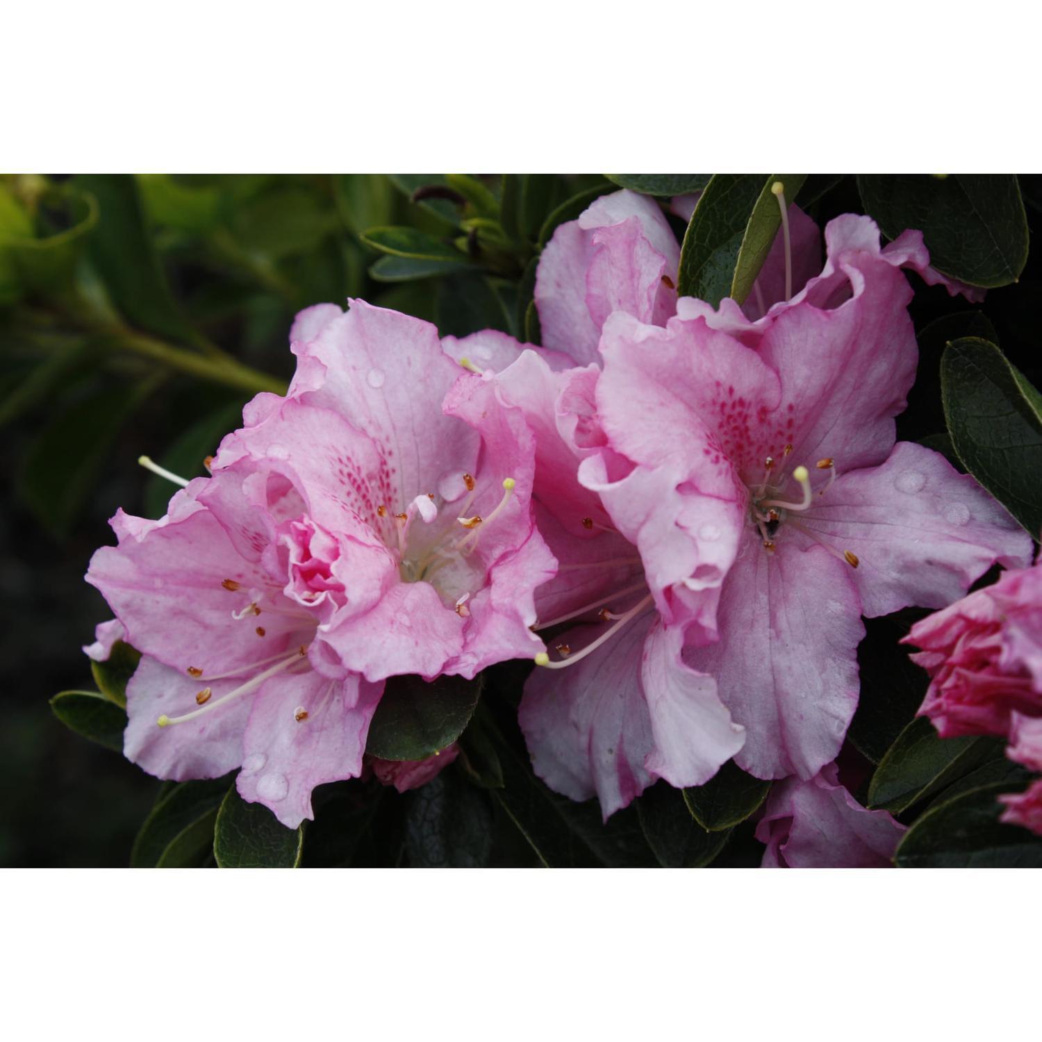 Azalea