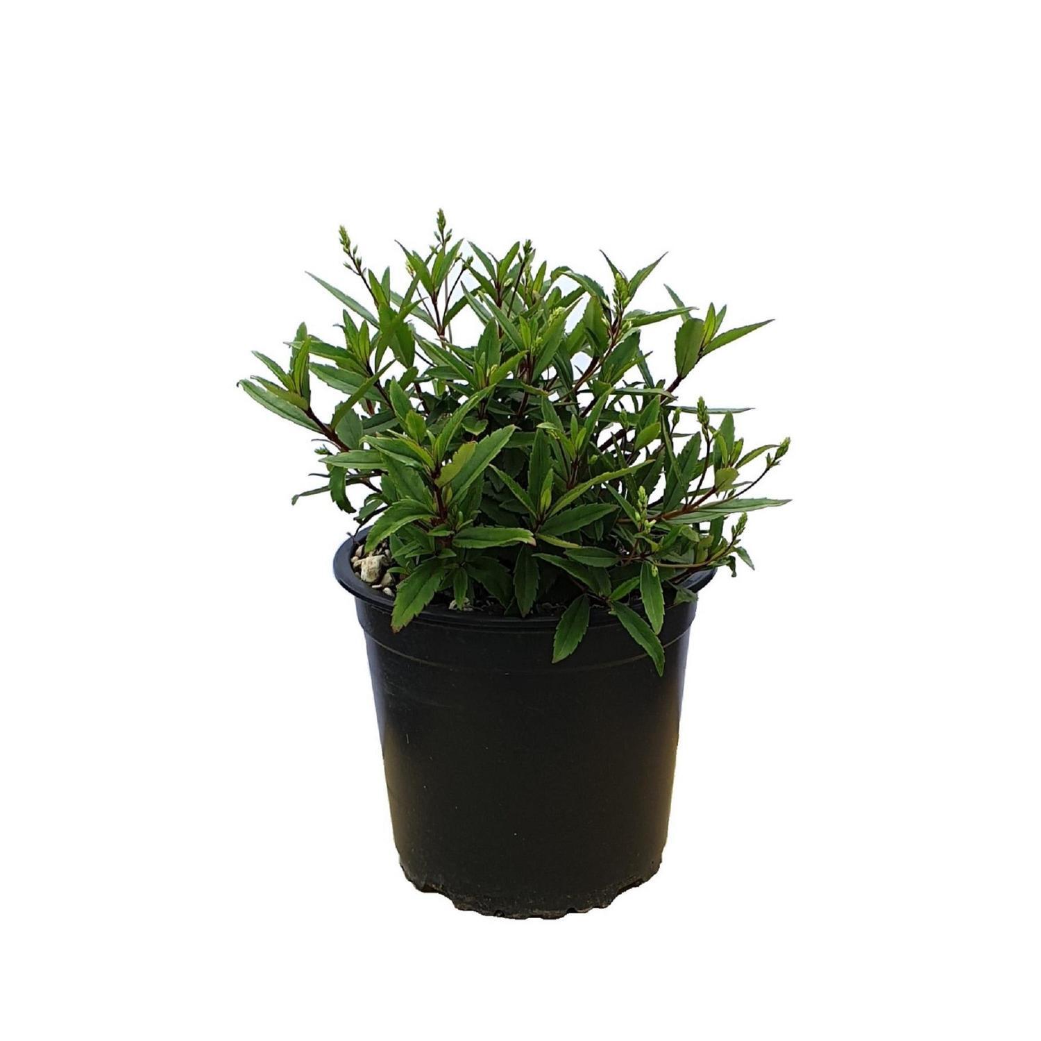 Parahebe Snowcap